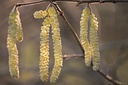 Echinacée pourpre - godet -  jeune plant 1 an 