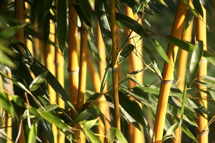 Bambou - Phylostachys