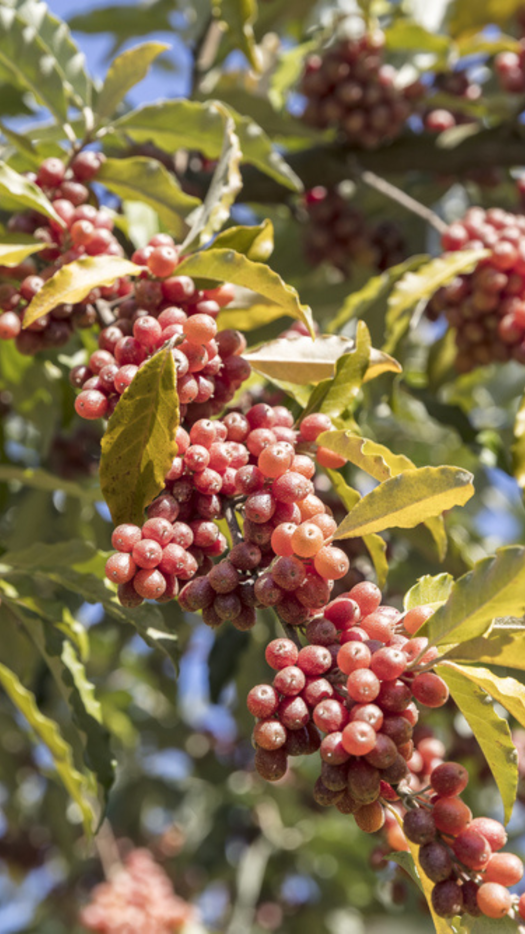 plantes comestibles Photo de la goumi du Japon fixateur d'azote