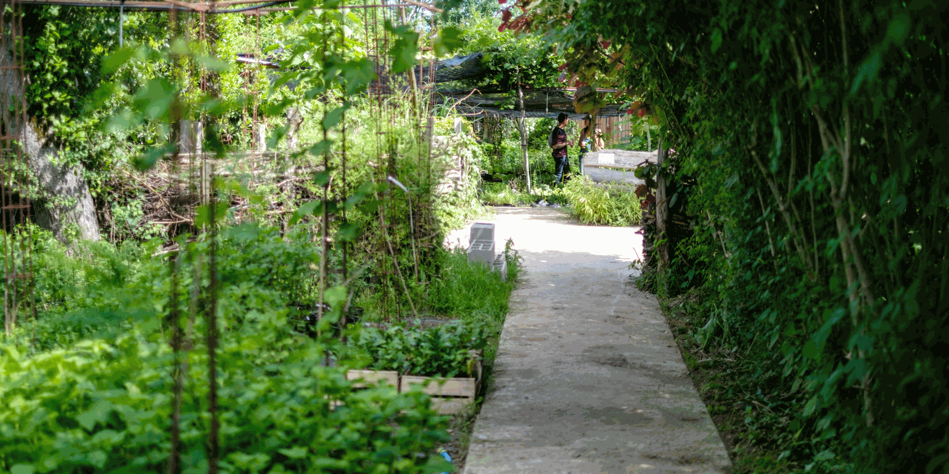 zone hors sol Atmosvert Photo de la pépinière bio Atmosvert