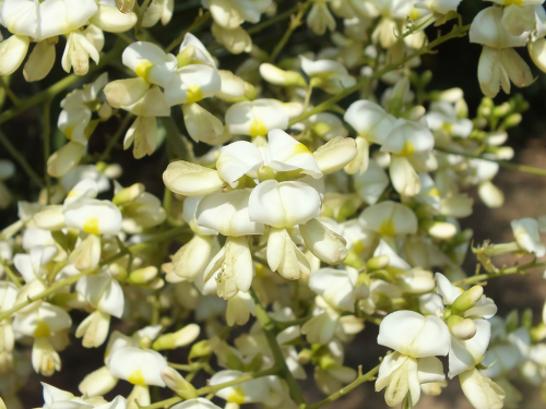 Arbre des pagodes - jeune plant 2 ans