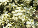 Arbre des pagodes - jeune plant 2 ans