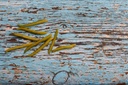 Arbre à petits pois – Caraganier - racine nue - jeune plant de 1/2 ans