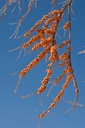 Argousier 'Hergo' - conteneur - jeune plant de 1/2 ans
