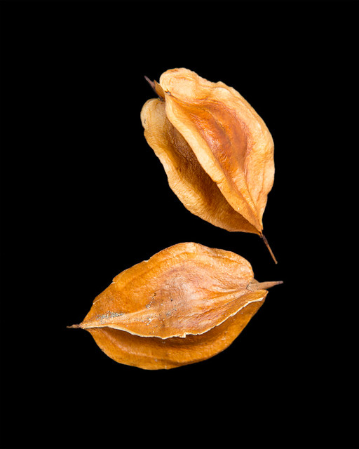 L'arbre aux cloches d'argent - jeune plant de 1/2 ans