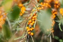 Argousier - racine nue - jeune plant de 2 ans - AB