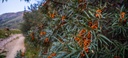Argousier - racine nue - jeune plant de 2 ans - AB
