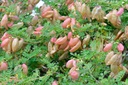 Baguenaudier - racine nue - jeune plant de 2 ans