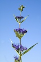 Barbe bleu 'Grand bleu' - godet - jeune plant 1 an