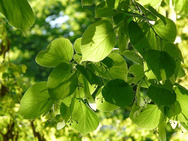 Tilleul à petites feuilles - conteneur   jeune plant de 1/2 ans