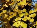 Tilleul à petites feuilles - racine nue - jeune plant de 2 ans