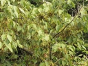 Érable à sucre d'Europe - Acer negundo - racine nue - jeune plant de 1 ans