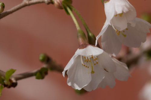 Cerisier à fleurs 'Kojou-no-mai' - godet - jeune plant de 1/2 ans
