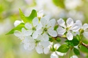 Cerisier 'Bigarreau Blanc' - racine nue - scion