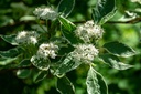 Cornouiller blanc 'Elegantissima' - conteneur -  jeune plant 2 ans
