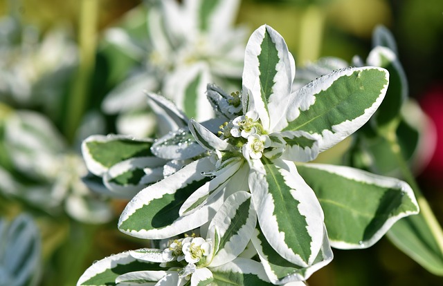 Cornouiller blanc 'Elegantissima' - conteneur -  jeune plant 2 ans
