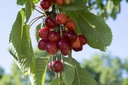 Merisier -  jeune plant de 2 ans