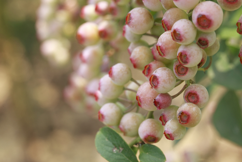Myrtille 'Pink Lemonade' - jeune plant 1 / 2 ans