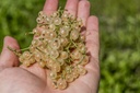 Groseille 'Blanche de Versailles' - racine nue -  jeune plant 2 ans