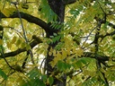 Noyer noir -  jeune plant de 2 ans