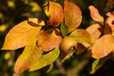 Néflier commun - jeune plant 2 ans