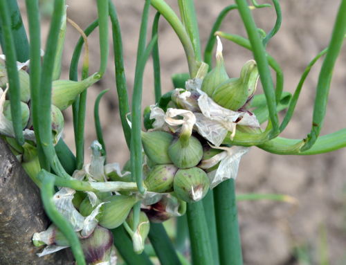 Oignon de Catawissa - Oignon Rocambole - jeune plant 1 an