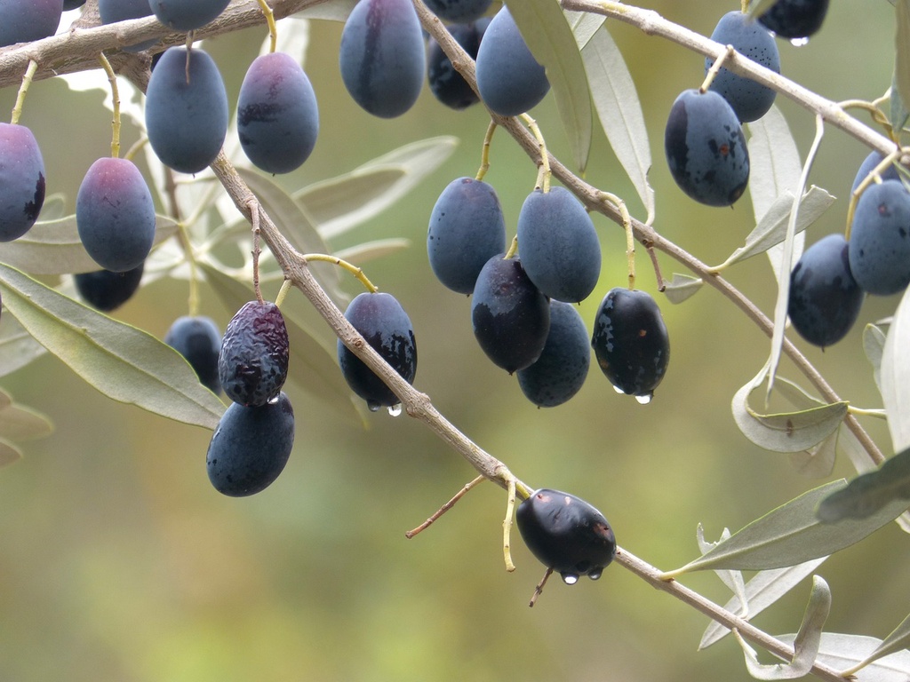 Olivier rustique 'Aglandau' ou 'Aglandaou' - jeune plant de 1 an