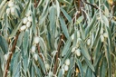 Olivier de Bohême - racine nue -  jeune plant de 2 ans