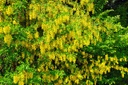 Pluie d'or - racine nue - jeune plant 2 ans