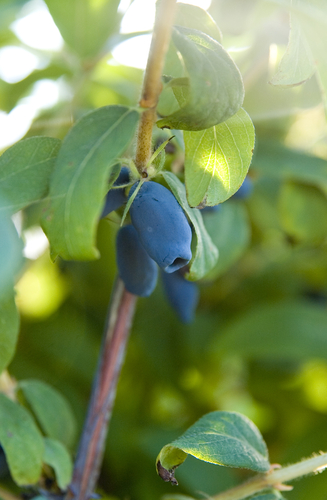 Baie de mai 'Tomishka' -  jeune plant de 1 an