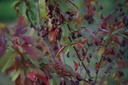 Prunier à fleurs Myrobolan - racine nue - jeune plant de 2 ans