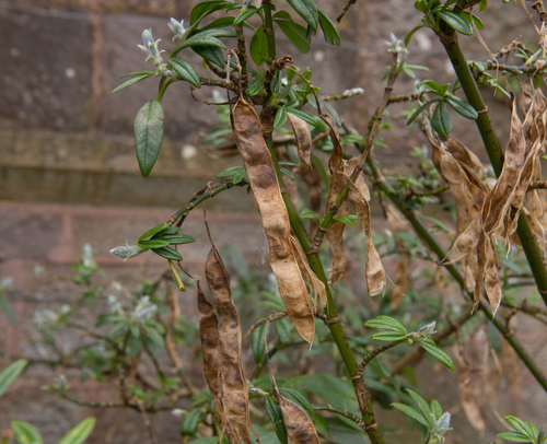 Pluie d'or - jeune plant 2 ans