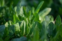 Oseille épinard - godet - jeune plant 1 an
