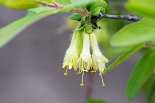Baie de mai 'Tomishka' -  jeune plant de 1 an