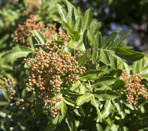 Poivrier du Sichuan - jeune plant 1/2 ans