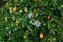 Passiflore bleue - godet - jeune plant de 1 an