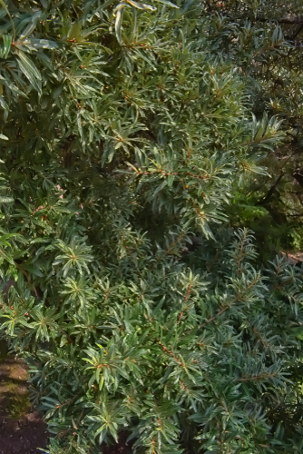 Argousier 'Hikul' - godet  jeune plant de 1/2 ans