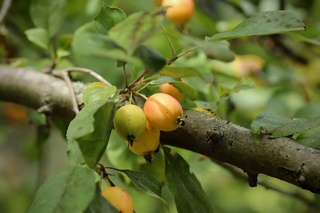 Pommier franc - jeune plant 2 ans
