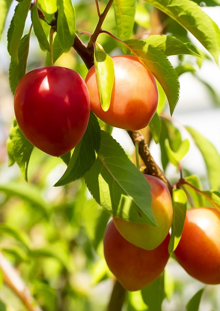 Prunier 'Prune - Abricot' - scion