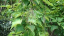 Catalpa - conteneur -  jeune plant de 2 ans