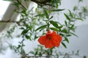 Grenadier 'Provence' - godet - jeune plant de 1/2 ans