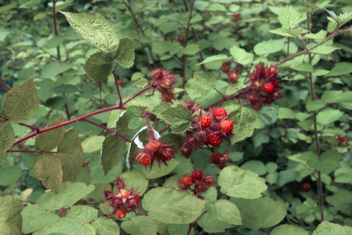 Raisin du Japon - jeune plant 1 / 2 ans