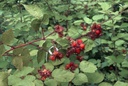 Raisin du Japon - jeune plant 1 / 2 ans