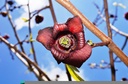 Paw Paw - Asiminia trilobé – godet - jeune plant 1 an