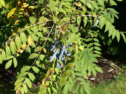 Arbre aux haricots bleus - conteneur - jeune plant de 1/2 ans