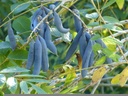 Arbre aux haricots bleus - conteneur - jeune plant de 1/2 ans