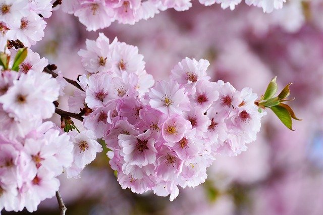 Cerisier 'Anglaise hâtive' - racine nue - scion
