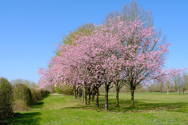 Cerisier 'Tardif de Schneider' - racine nue - scion