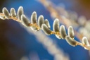 Saule des vanniers - Osier - racine nue - jeune plant 2 ans