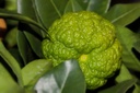 Citron rugueux  - godet - jeune plant 1/2 ans